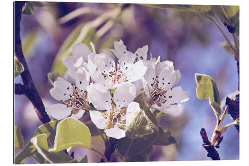 Gallery print Apple blossom