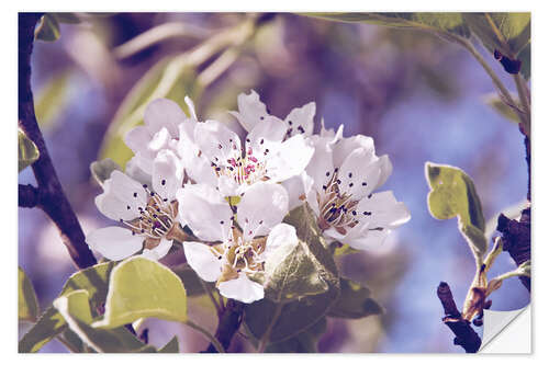 Naklejka na ścianę Apple blossom