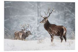 Foam board print Deer in the snow