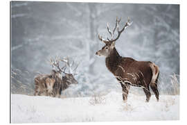 Gallery print Deer in the snow