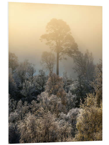 PVC-taulu Lonely tree on a foggy morning