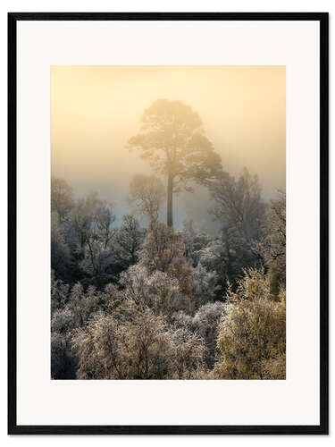 Framed art print Lonely tree on a foggy morning