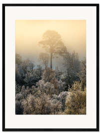 Framed art print Lonely tree on a foggy morning
