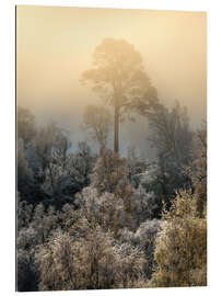 Gallery print Lonely tree on a foggy morning