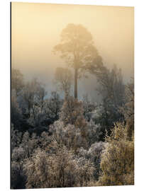 Magnettafel Einsamer Baum an einem nebligen Morgen
