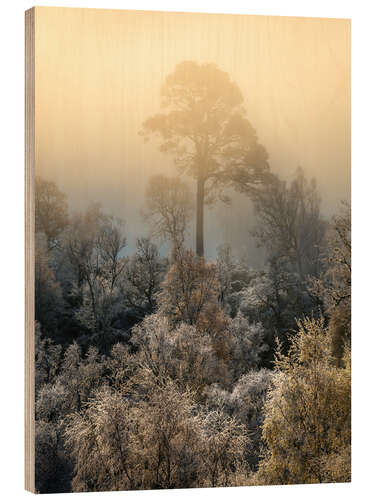 Wood print Lonely tree on a foggy morning