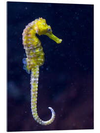 Acrylglas print Sea horse