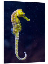 Foam board print Sea horse