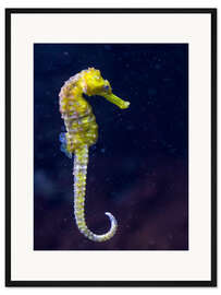 Gerahmter Kunstdruck Seepferdchen