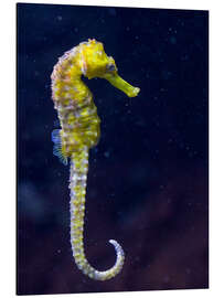 Magnettafel Seepferdchen