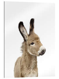 Gallery print Baby Donkey