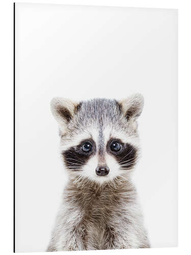 Aluminium print Baby Raccoon