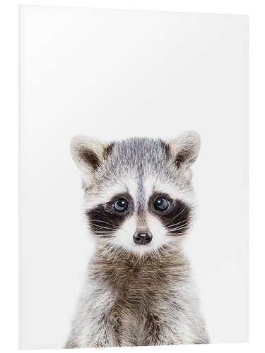 Foam board print Baby Raccoon