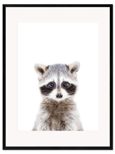 Kehystetty taidepainatus Baby raccoon