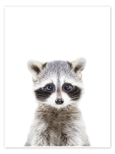 Plakat Baby raccoon