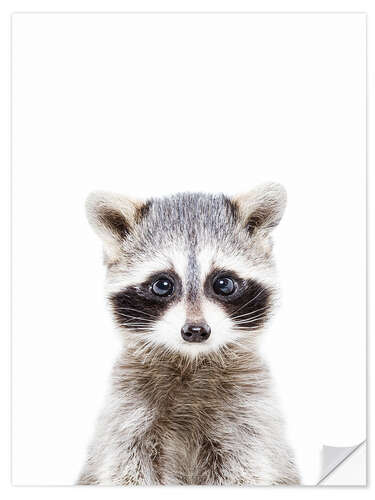 Naklejka na ścianę Baby raccoon