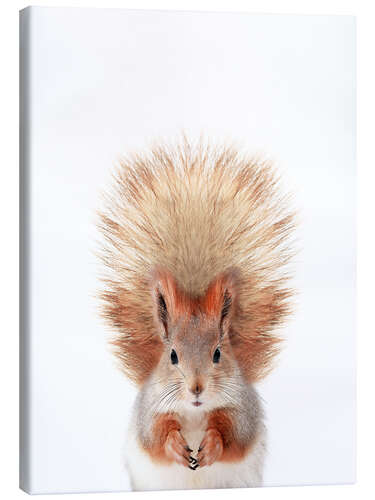 Canvas print Baby Squirrel