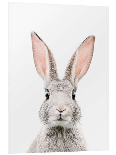 Foam board print Bunny Portrait