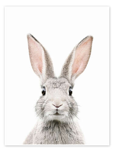 Poster Bunny Portrait
