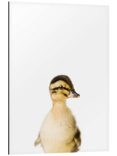 Aluminium print Baby Duck