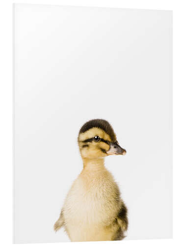 PVC print Baby Duck