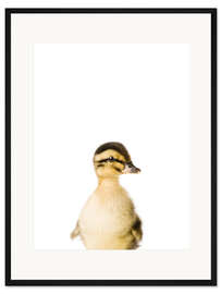 Gerahmter Kunstdruck Entenküken
