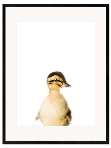 Framed art print Baby Duck