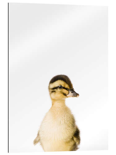 Gallery print Baby Duck