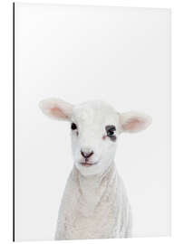 Aluminium print Baby Lamb