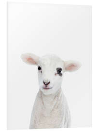 Foam board print Baby Lamb