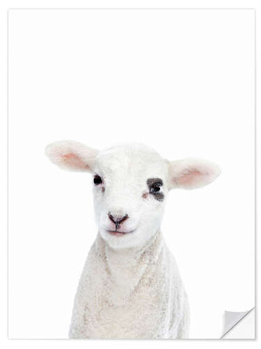 Wall sticker Baby Lamb