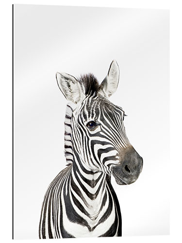 Gallery print Baby Zebra