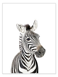 Poster Baby Zebra