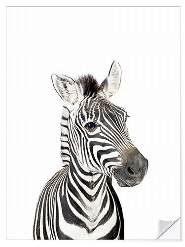 Wandsticker Babyzebra