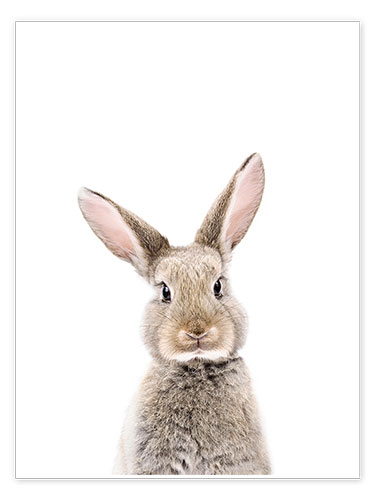 Poster Bébé lapin