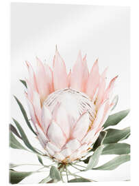 Acrylglasbild Rosafarbene Protea