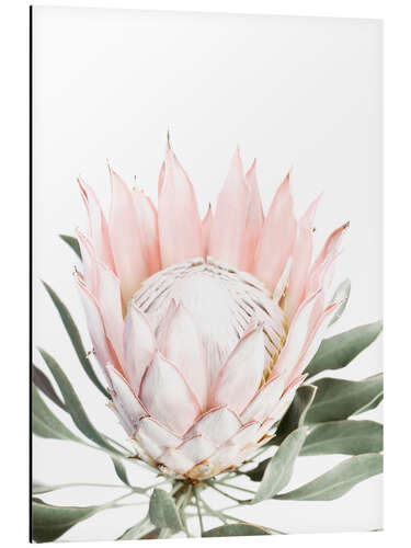 Aluminium print Blush Protea