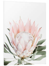 Foam board print Blush Protea