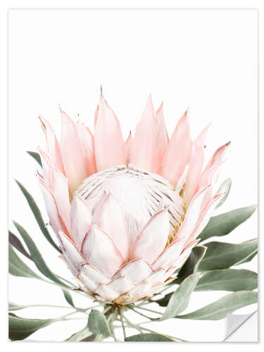 Sisustustarra Blush Protea