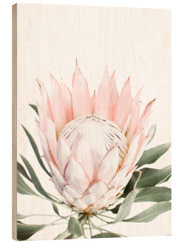 Wood print Blush Protea