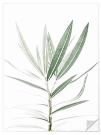 Wandsticker Oleander