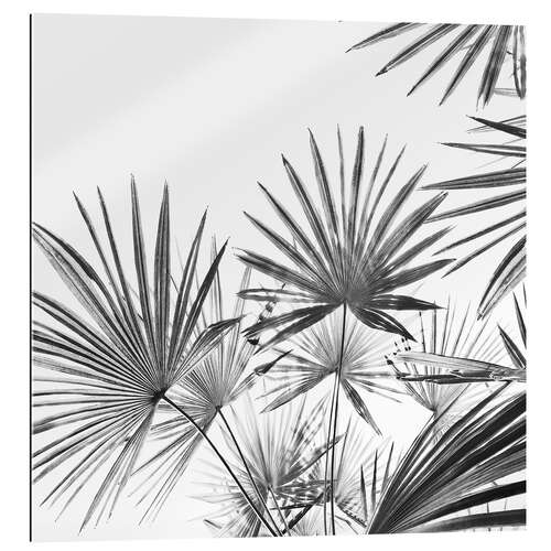 Gallery print Palm Fans