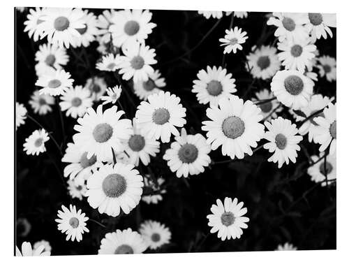 Aluminium print Daisies