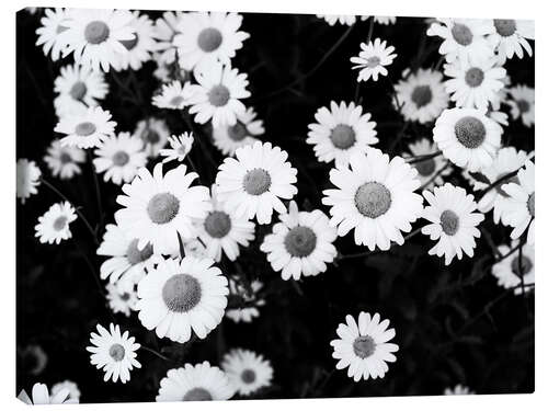 Canvas print Daisies