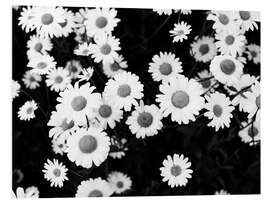 Foam board print Daisies