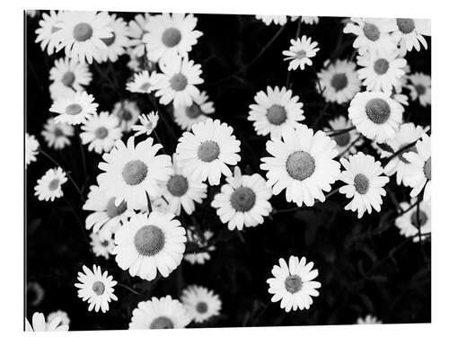 Gallery print Daisies