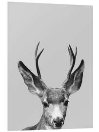 Foam board print Gray deer