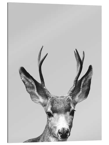 Gallery print Gray deer