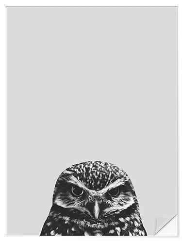 Wall sticker Gray owl