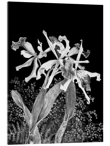 Acrylic print Orchids